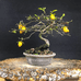 嘉卉盆景