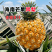 芒果凤梨基地