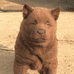 田园犬之家宠物