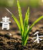 青禾广西农产品