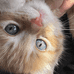 猫猫裁缝铺
