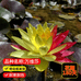 花友睡莲