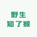 大凉山野生知了猴