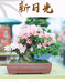 瑜景园杜鹃园