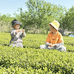 日照绿茶小布茶业