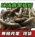 户外青蚯蚓甄选优品小铺