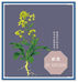菘蓝百货