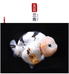 杠杠滴兰寿金鱼