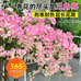 虎妞绿植花卉