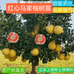 语欣果树苗基地