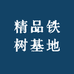 精品铁树基地