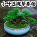 森林日生美花卉馆