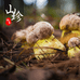 芸菌乡客