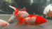 国锦短尾草金水族馆