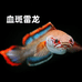 鱼戏江湖宠物铺