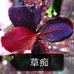 草痴堂水族