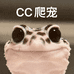 CC爬宠