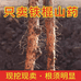 李超垆土铁棍怀山