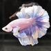 年年渔水族馆