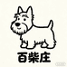 百柴庄的苏格兰梗严选小铺子