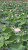 鲜活莲蓬小铺子