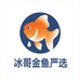 冰哥金鱼严选