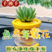 点点车载花