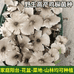 粉王小铺