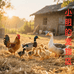 小明家的鸡鸭鹅
