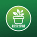 桂安果树绿植