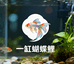 一缸蝴蝶鲤