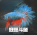 旺旺水族馆