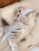 GAGA家的猫舍