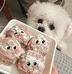 李李宠物零食