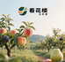 看花楼生态园优质水果店