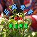 正闽秀芽茶业
