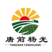 唐前杨光