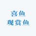 喜鱼观赏鱼