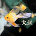 大叔的波子