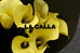 LA CALLA高定五店