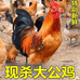 农村散养土公鸡