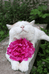 猫爪捧花