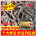 青蚯蚓地龙养殖基地