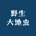 野生大地虫