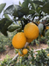 赣南信丰脐橙李瑞
