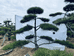 奇松园造型松基地