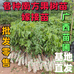 时时高果树苗木