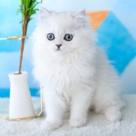 力天宠物用品专营店