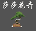 莎莎花卉盆景