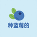 种蓝莓的